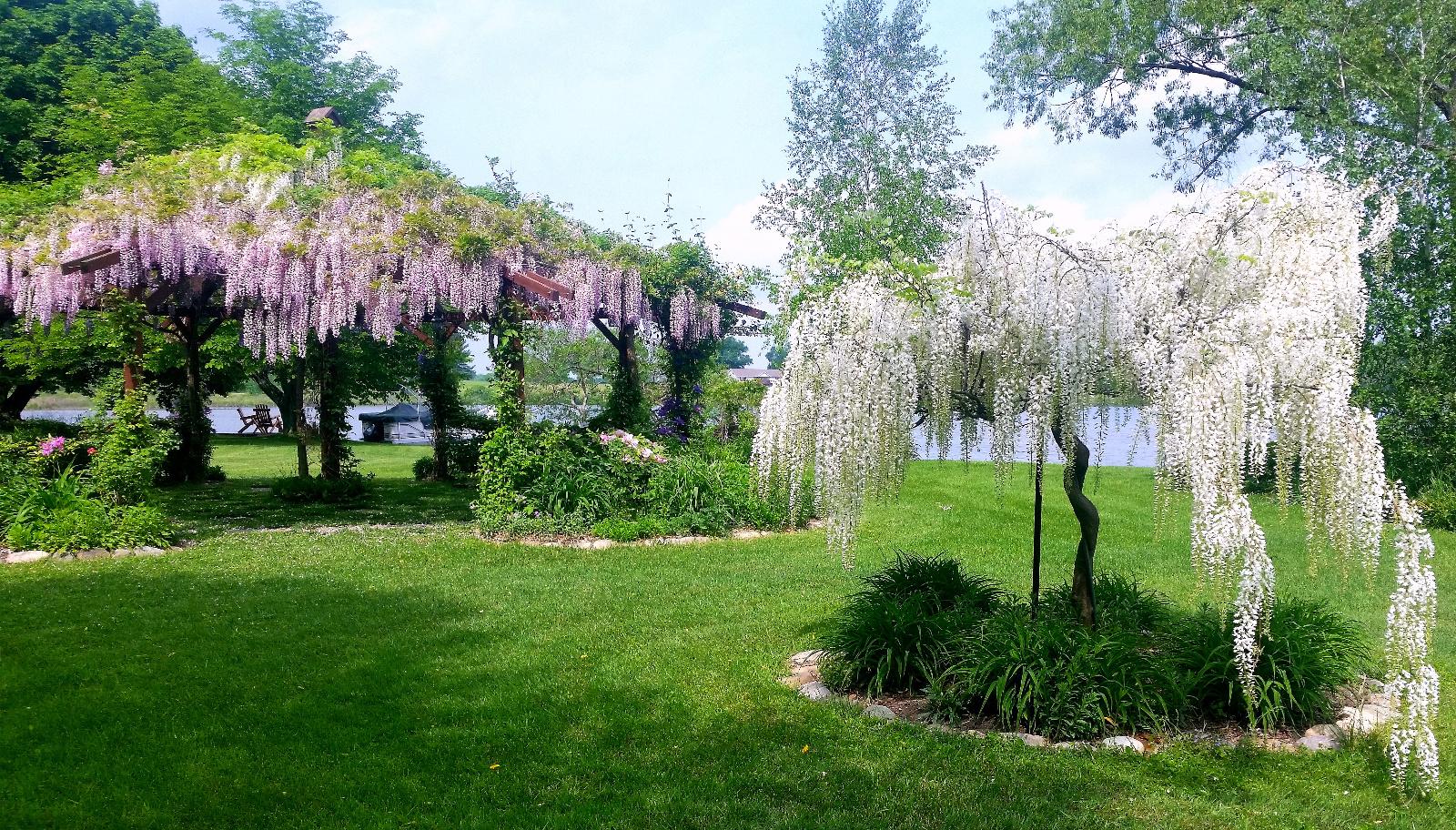 WISTERIA IN BLOOM ATOP FLOWERING GAZEBO; WHITE TREE WISTERIA IN FOREGROUND